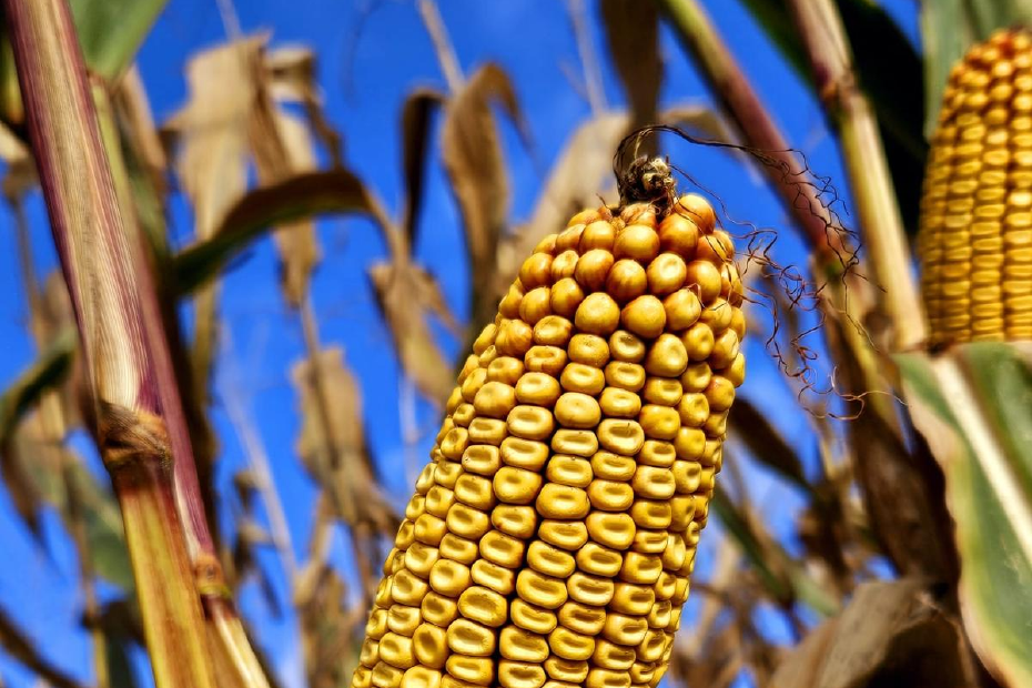 Nahaufnahme von einem Maiskolben vor blauem Himmel