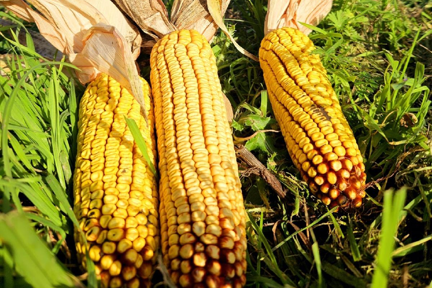 Nahaufnahme von drei Maiskolben, im Hintergrund wird Mais geerntet