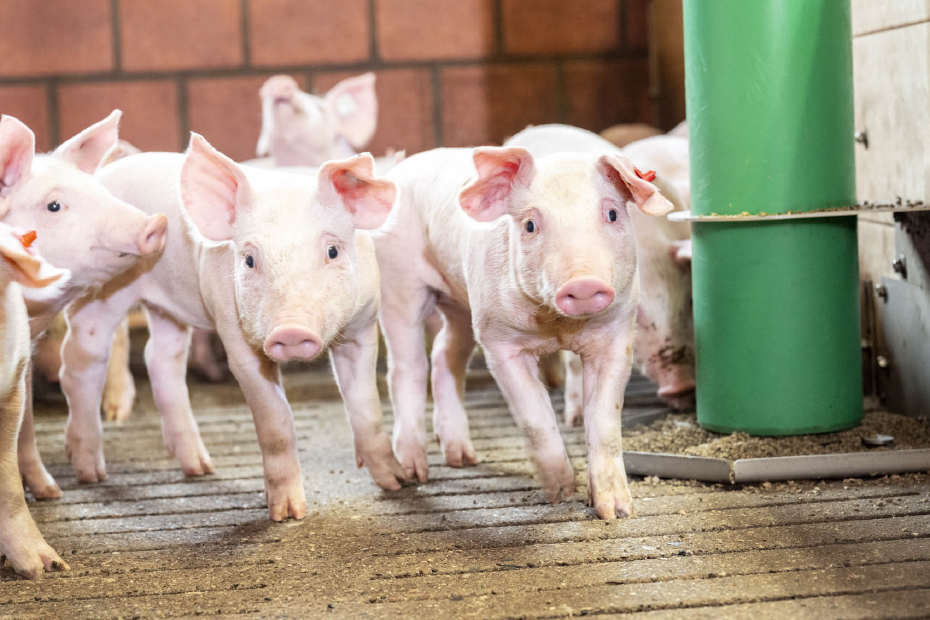 Ferkel im Stall bewegen sich auf Kamera zu