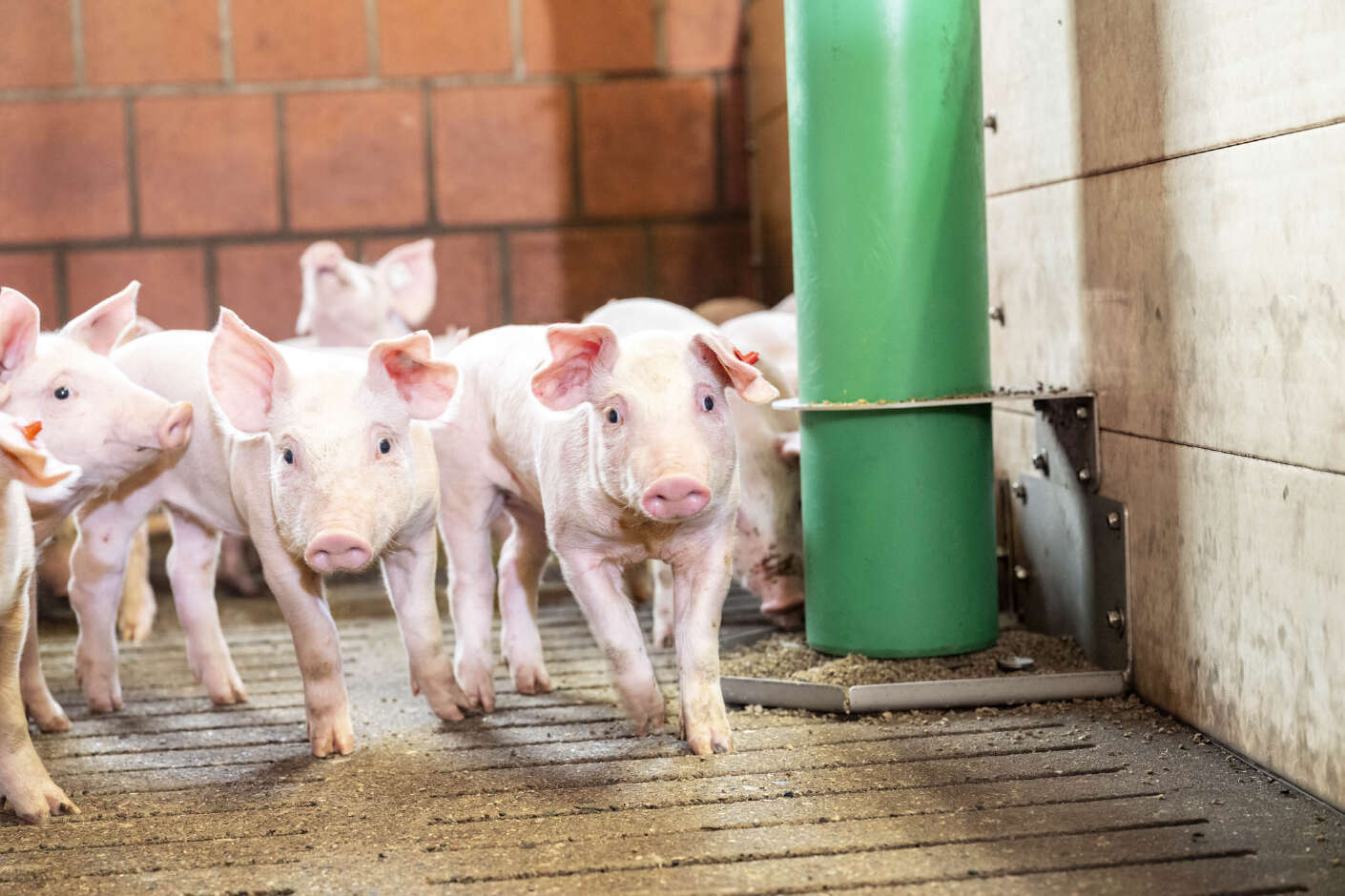 Ferkel im Stall bewegen sich auf Kamera zu