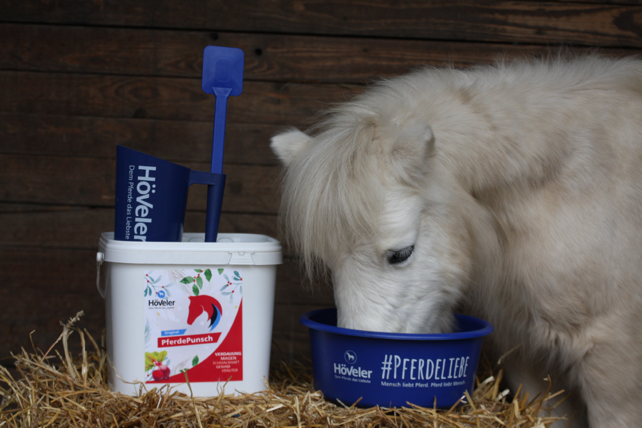 Pony frisst Mash aus Höveler-Eimer