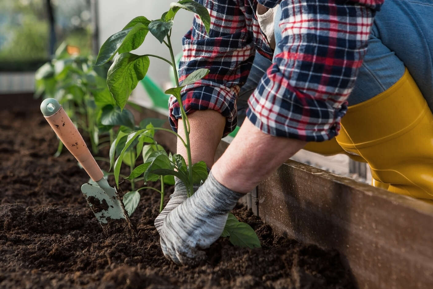 Zwei Hände mit Gartenhandschuhen arbeiten in einem Beet. Eine grüne Pflanze wächst aus der Erde.