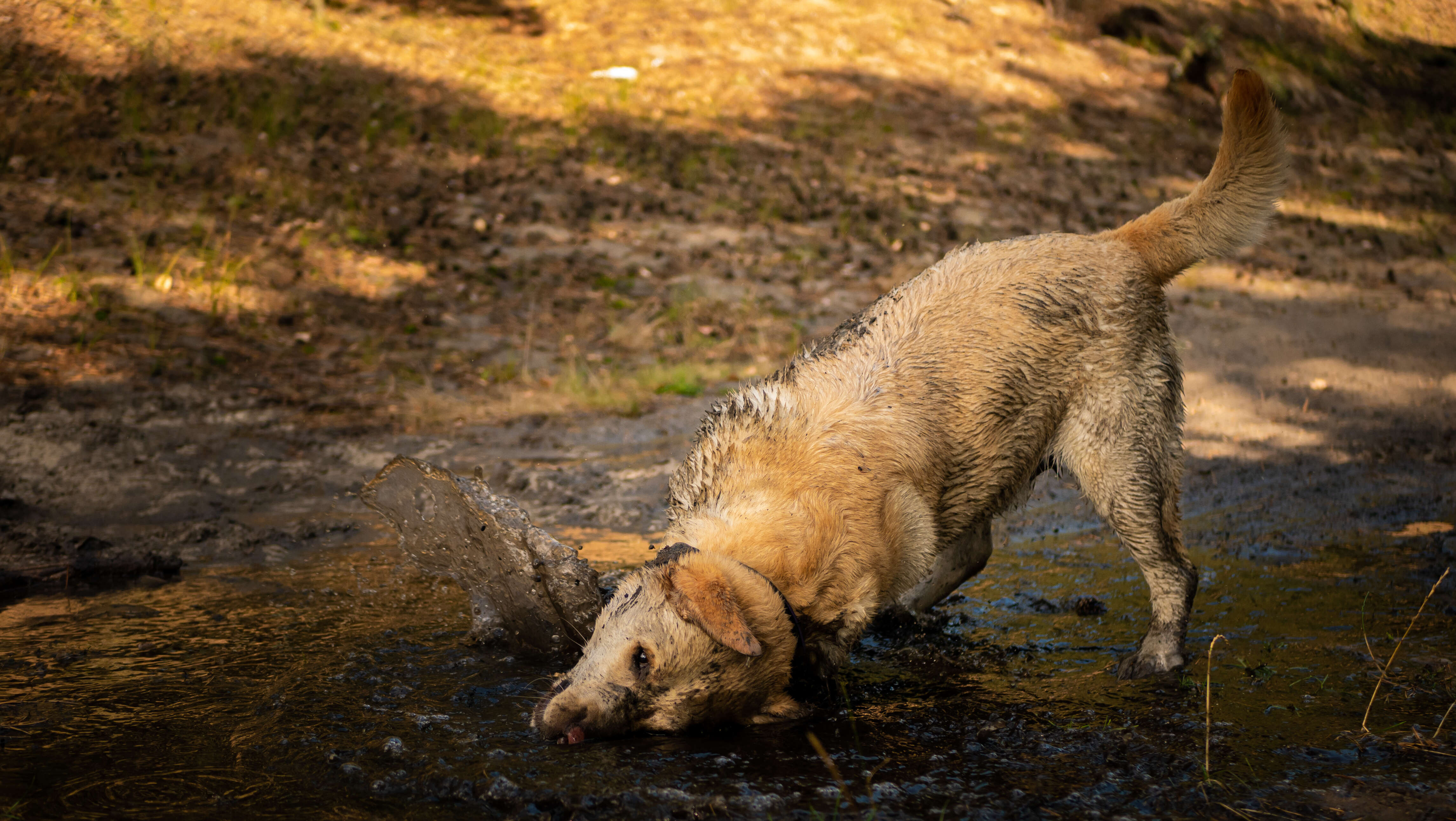 Schlammbespritzer Labrador suhlt seinen Kopf in einer Pfütze