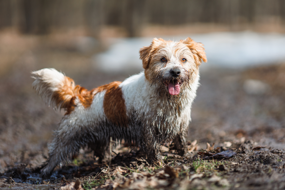 Kleiner Hund steckt mit allen Beinen im Schlamm und ist bis zum Bauch verdreckt.