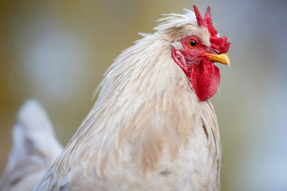 Weißer Hahn in Nahaufnahme