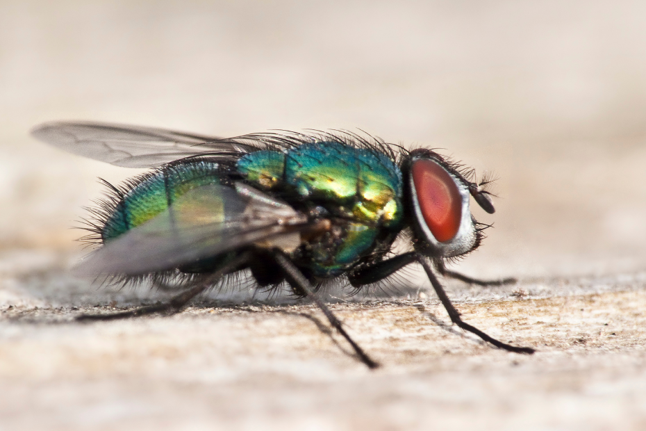 Nahaufnahme einer Fliege