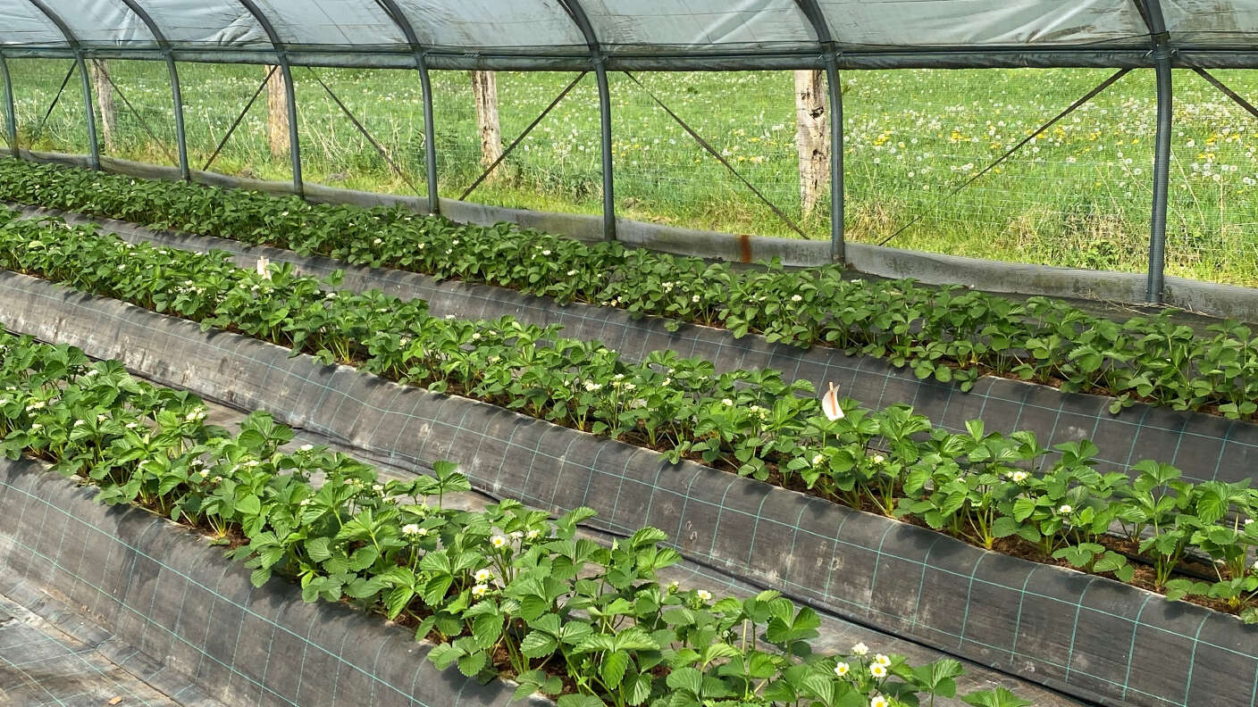 Erdbeeren - Dammkultur wächst im Substart im Hochtunnel