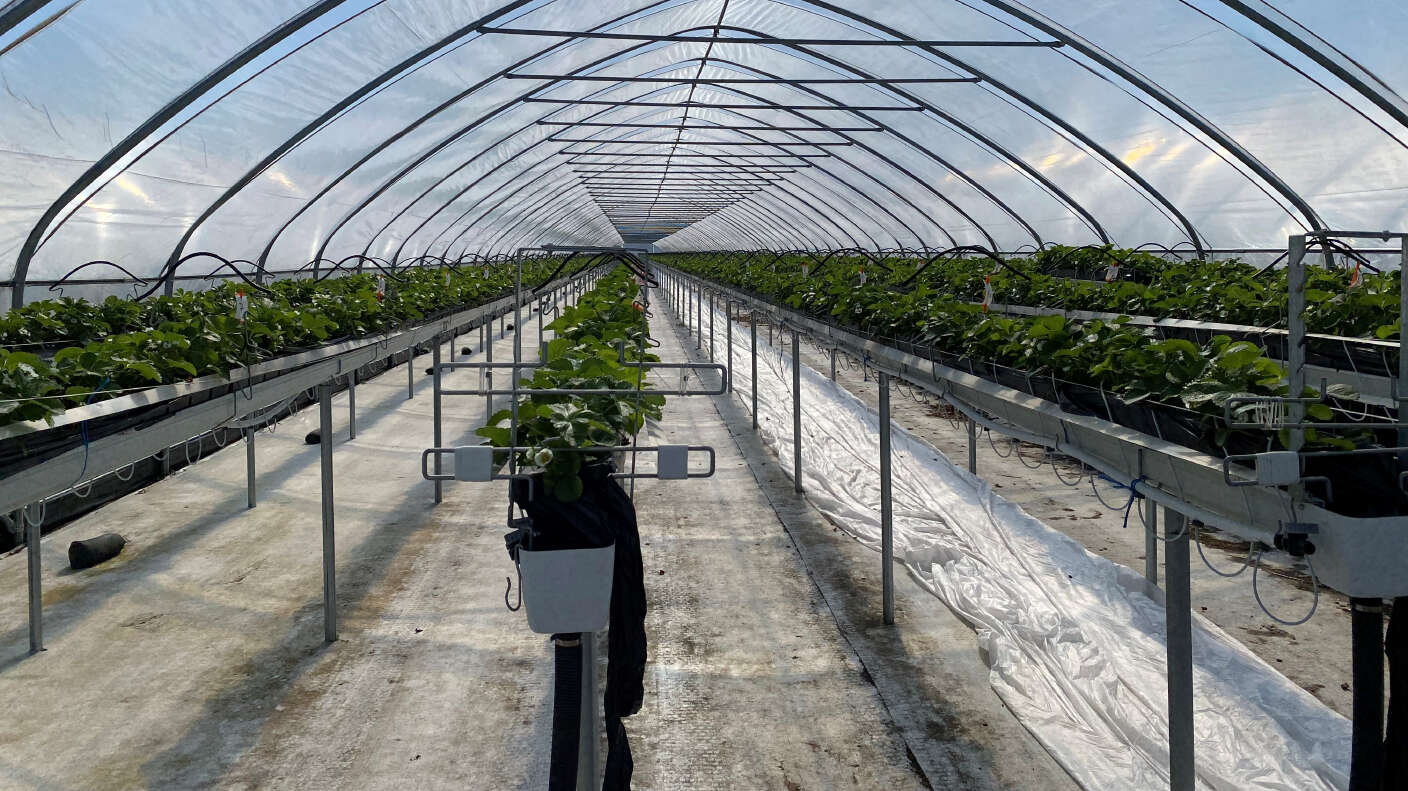 Erdbeeren wachsen in Stellagen im Folientunnel