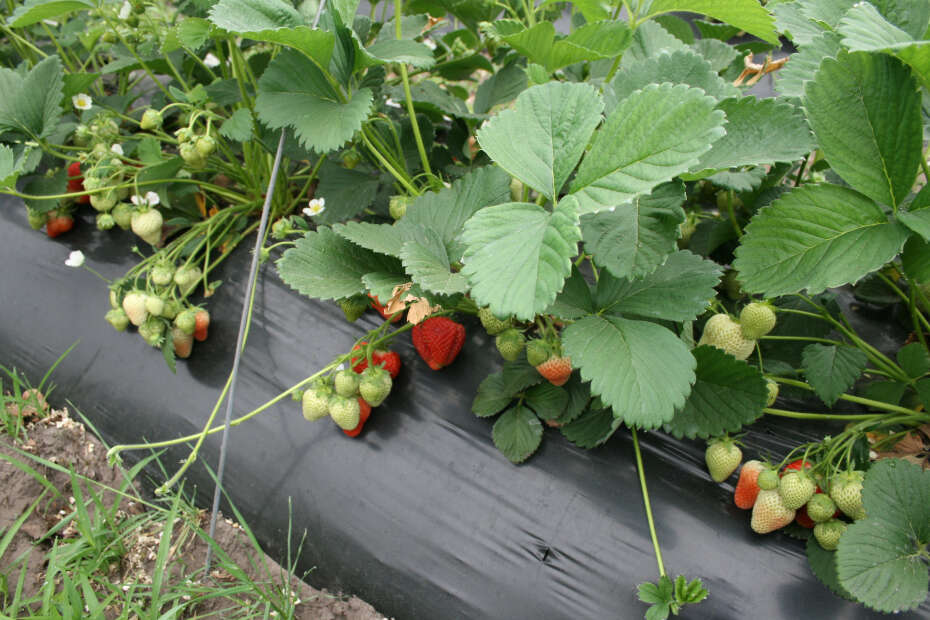 Erdbeerpflanzen aus der Nähe als Dammkulturen im Freiland