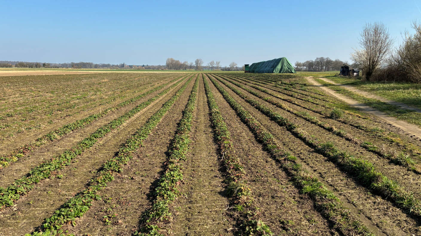 Erdbeeren wachsen im Freiland