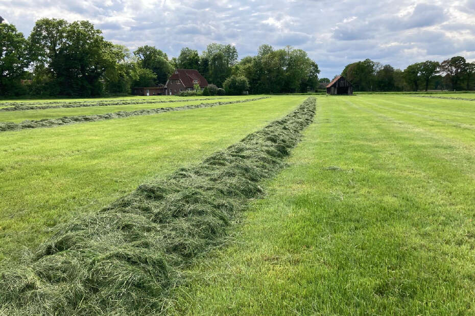 Geschnittenes Gras liegt in Reihen auf Grünland.