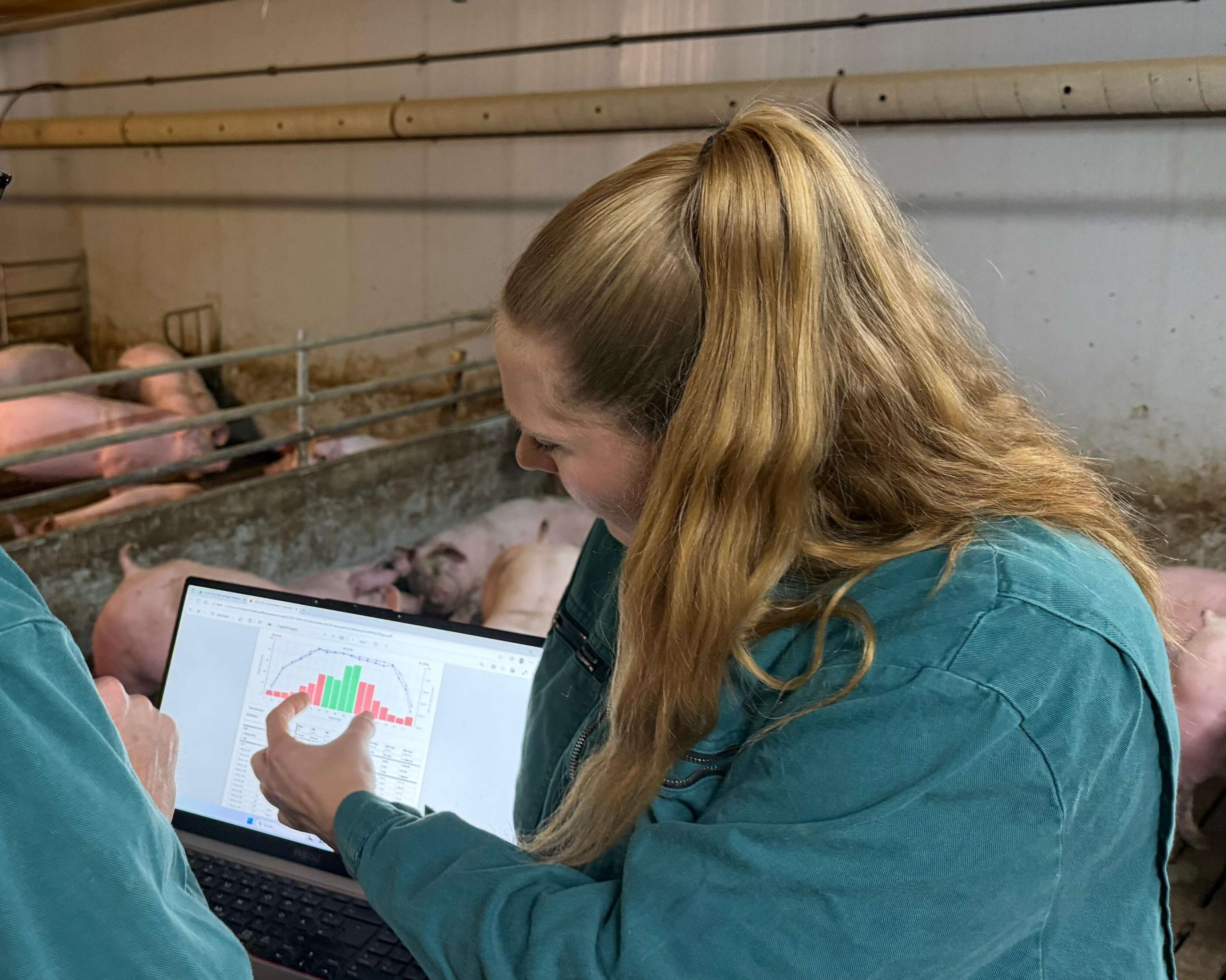 Eine Person im Schweinestall erläutert Diagramme auf einem Tablet.