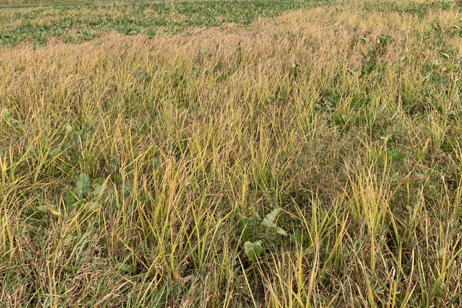 Erdmandelgras in Kartoffeln