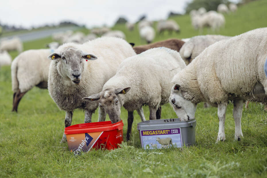 Schafe mit Crystalyx-Kübel stehen auf einer Weide