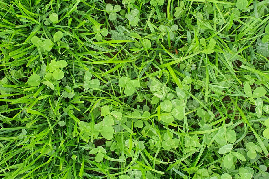 Nahaufnahme der Grünlandmischung Plantinum Ei-weiß spät