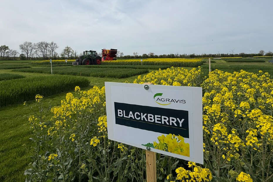 Schild mit der Aufschrift Blackberry vor einem Rapsfeld