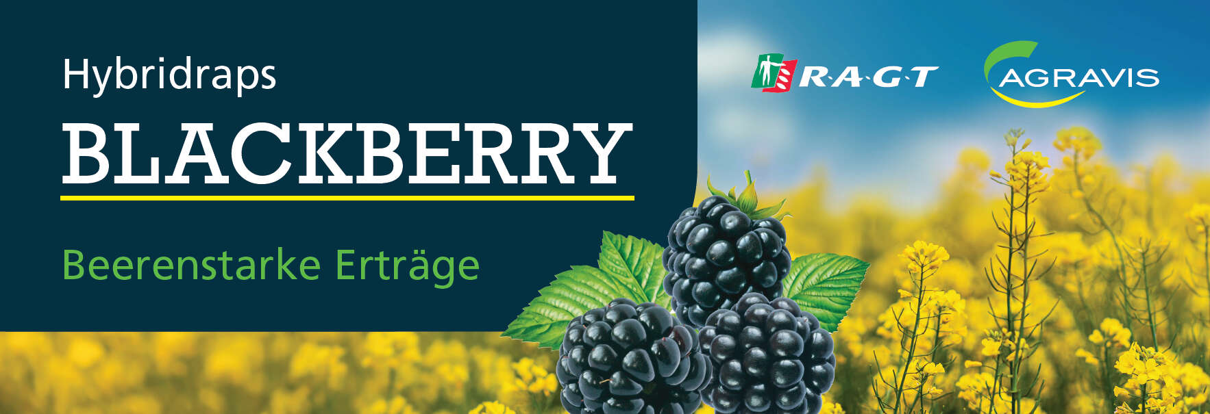 Eine Grafik mit Raps und schwarzen Beeren zur Sorte Blackberry