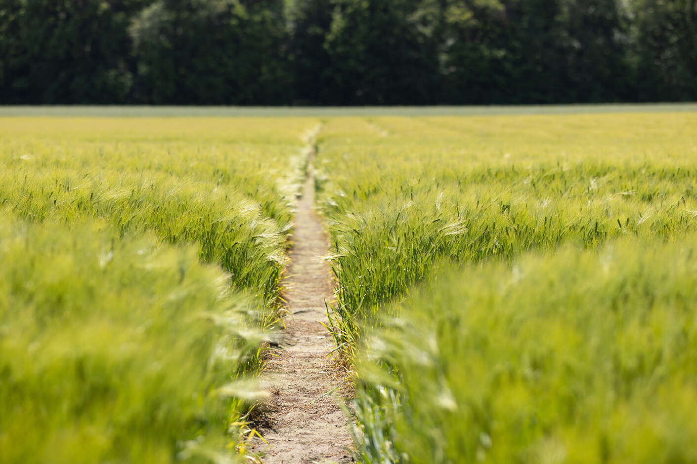 Eine Treckerspur in einem Getreidefeld