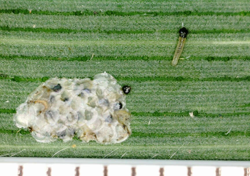 Eier und Larven des Maiszünslers auf einer Pflanze