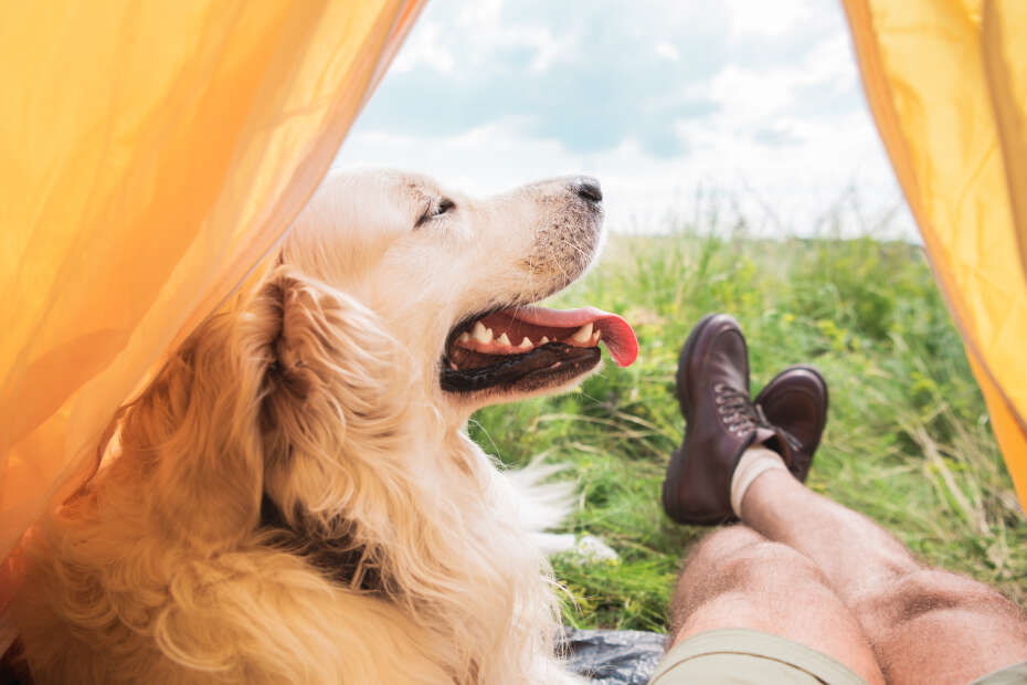 Ein Hund schaut aus einem Zelt. Neben ihm sieht man die Beine eines Menschen in Outdoorschuhen.