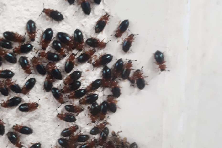 Getreideschimmelkäfer auf einer weißen Wand