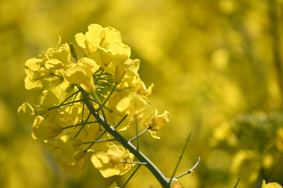 Rapsblüte Nahaufnahme