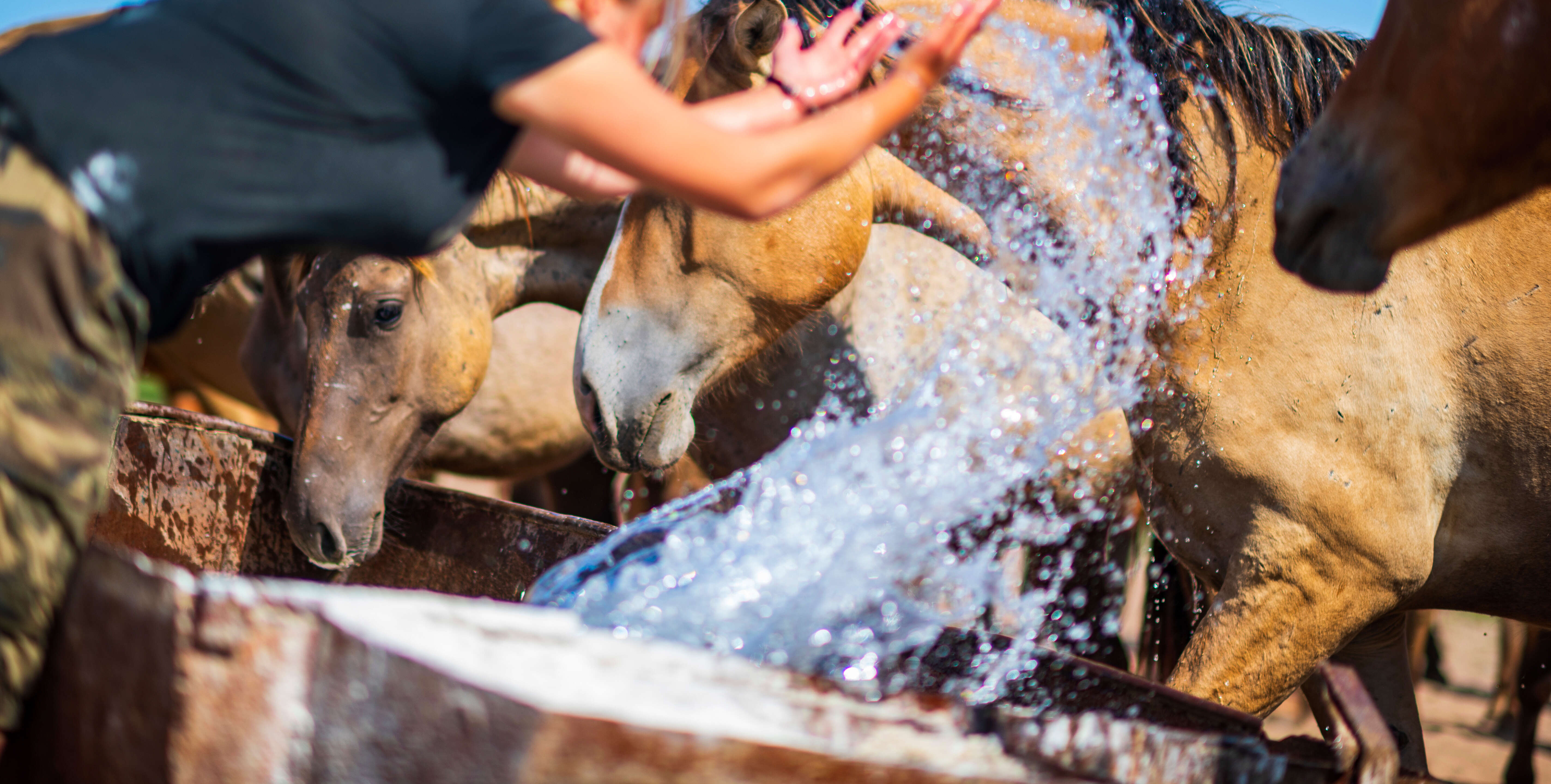 Pferde stehen an Tränke und werden mit Wasser angespritzt