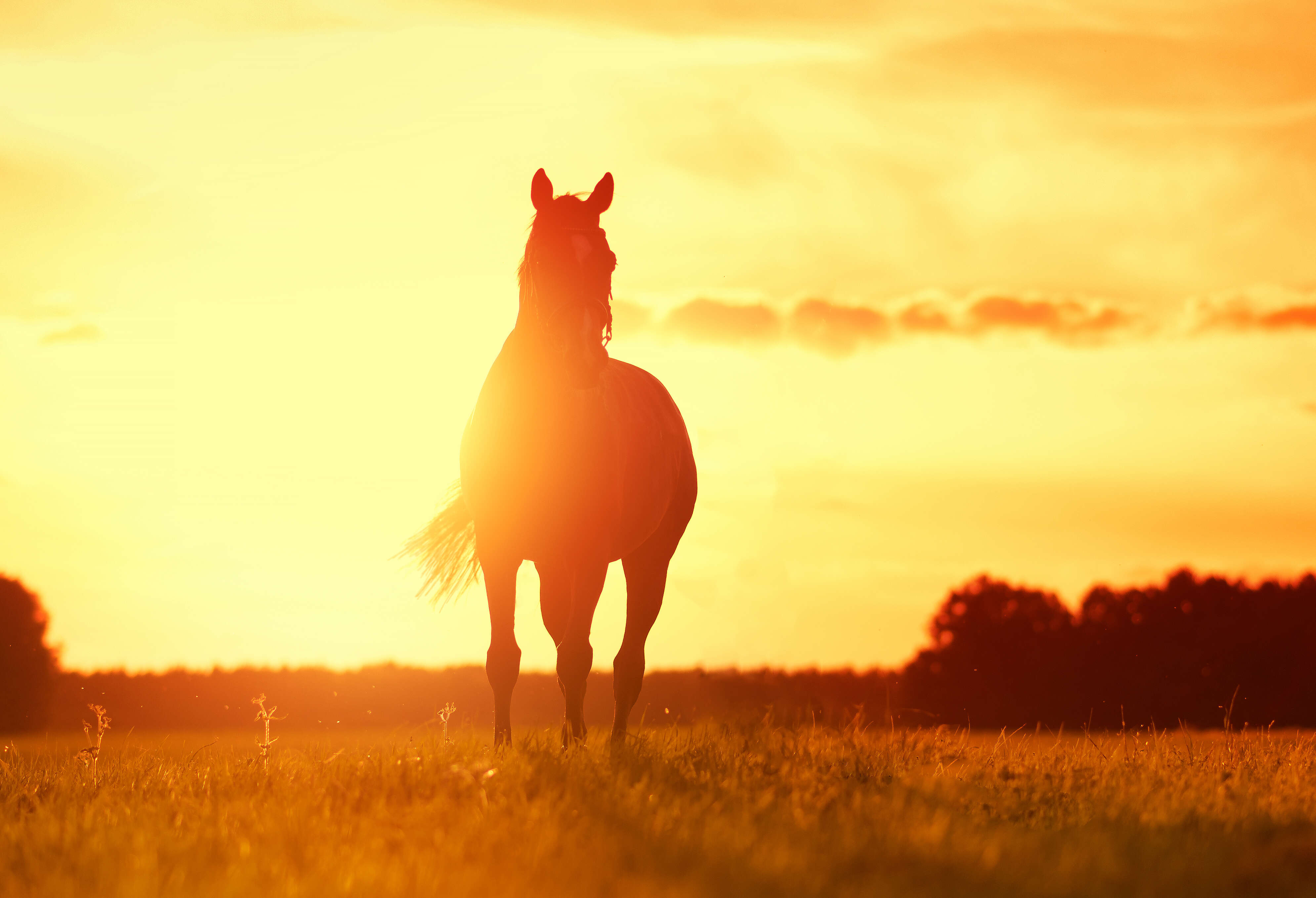 Pferd steht auf Weide, gleißende Sonne im Hintergrund