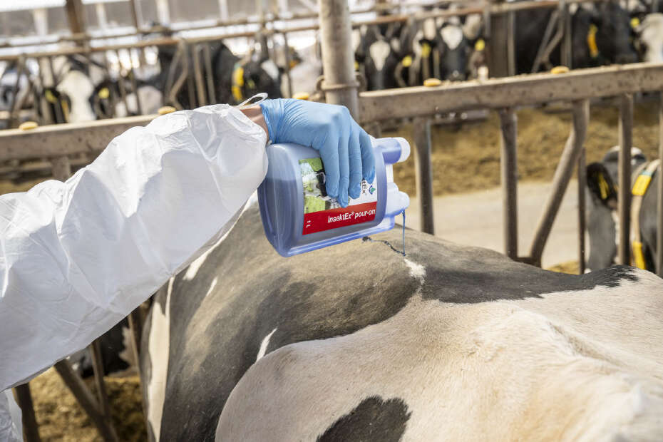 Ein Rind wird mit einem Produkt von Desintec behandelt