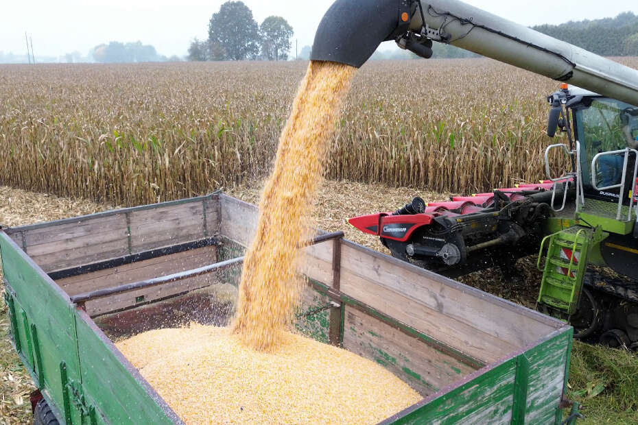 Claas Mähdrescher tankt gedroschenen Körnermais auf Anhänger ab
