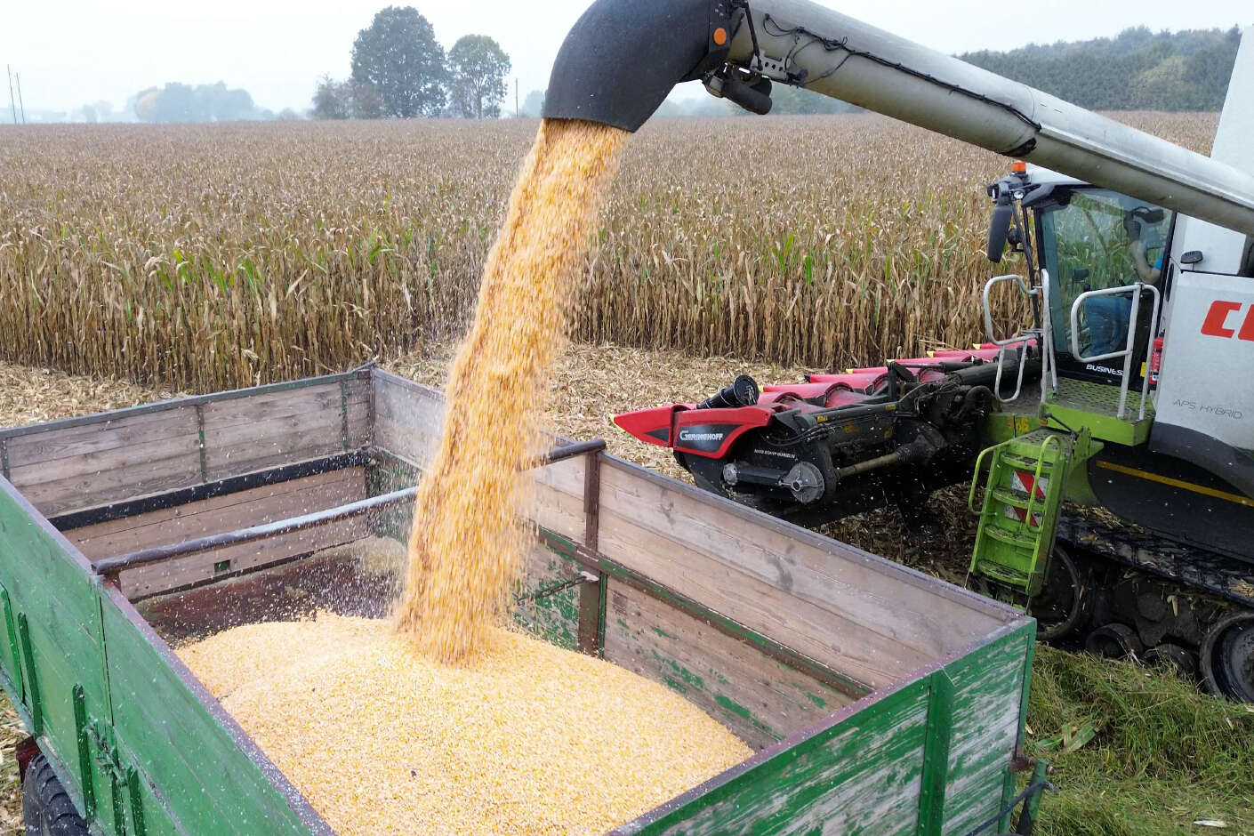 Claas Mähdrescher tankt gedroschenen Körnermais auf Anhänger ab