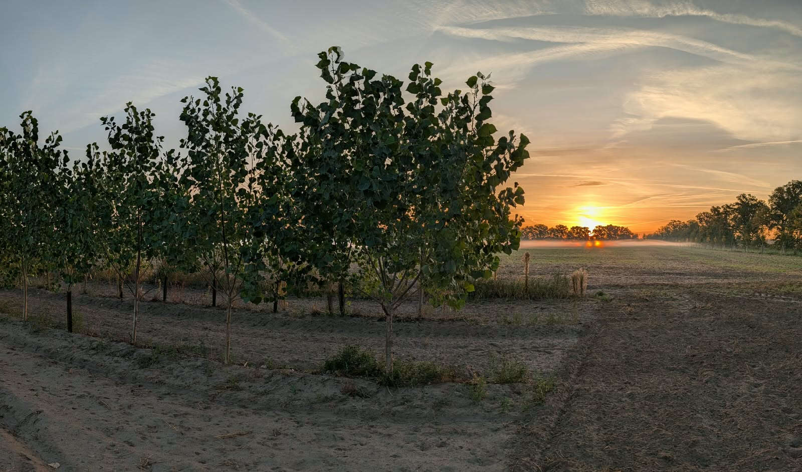 Agroforstfläche bei Sonnenaufgang