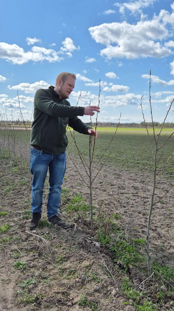 Eine Person steht im Agroforst.