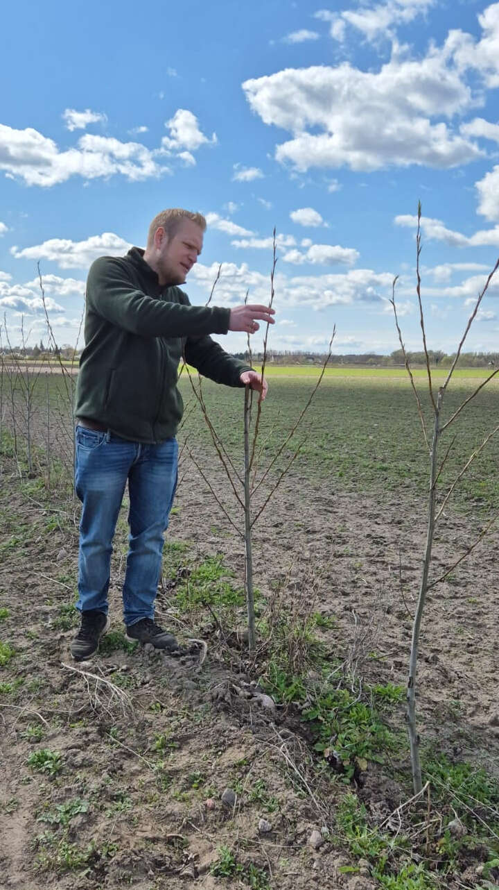 Eine Person steht im Agroforst.