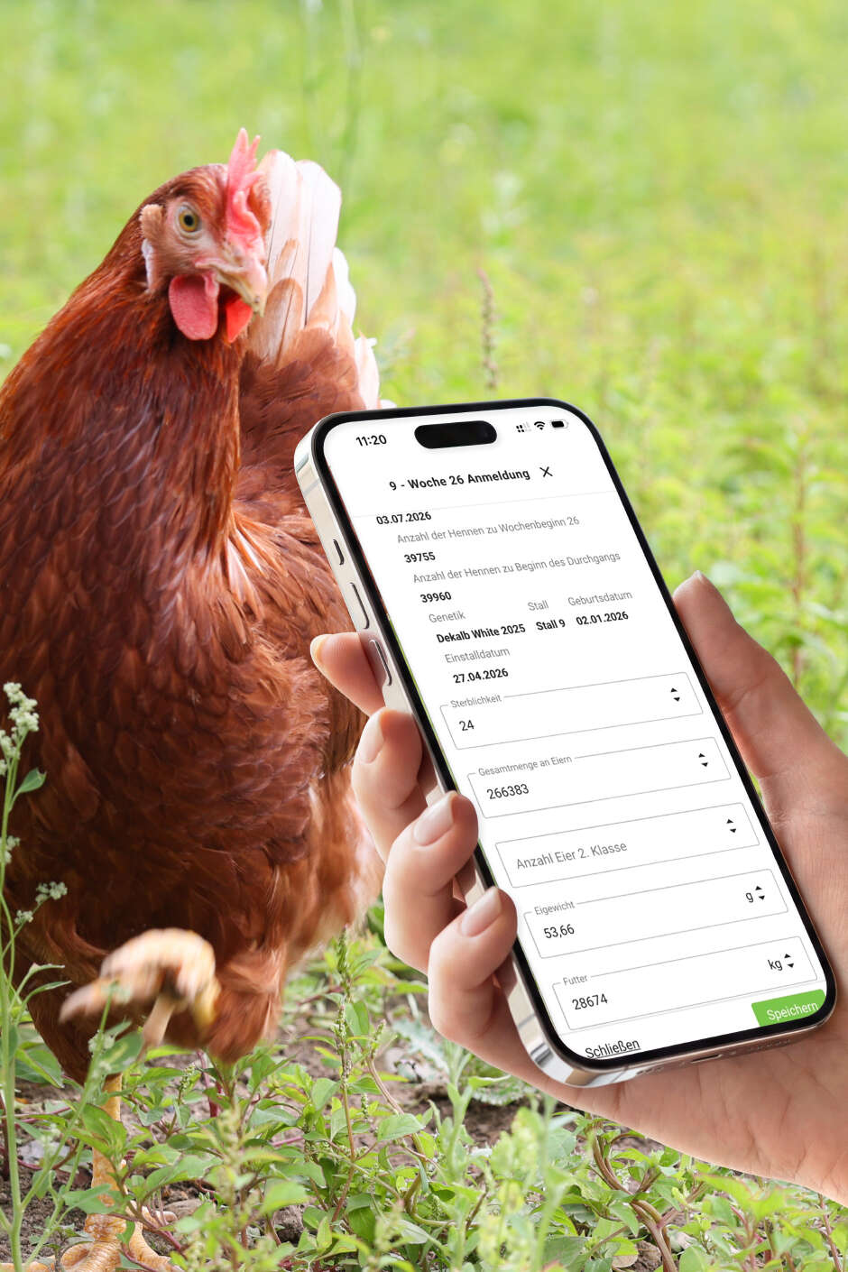 Bildmontage: Legehenne auf der Wiese, davor eine Hand mit Handy