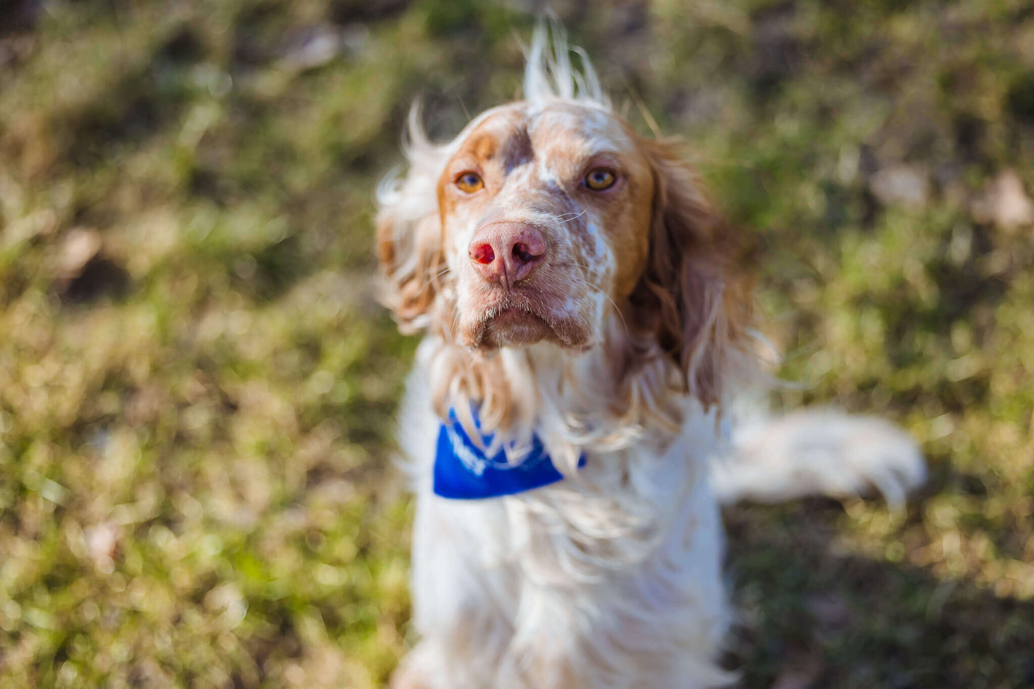 Ein aufmerksamer Hund in der Natur