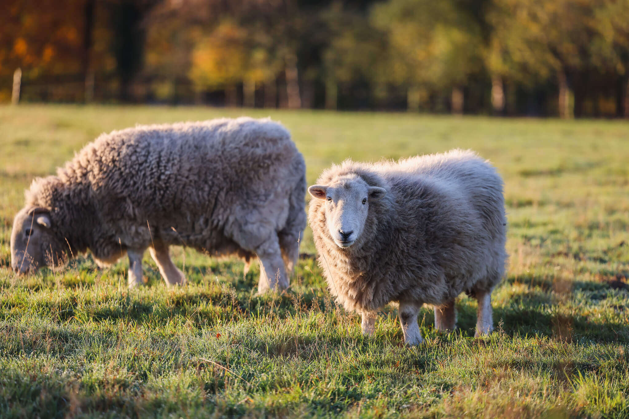 Zwei Schafe auf der Wiese