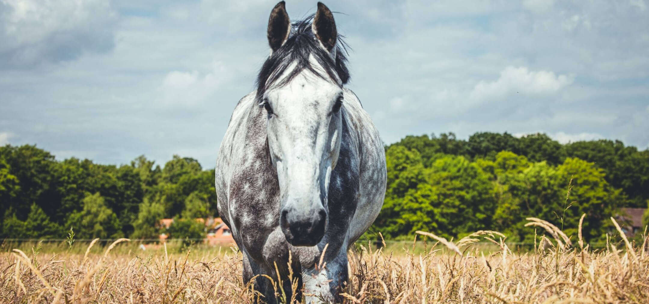 Pferd auf einer grünen Sommerweide