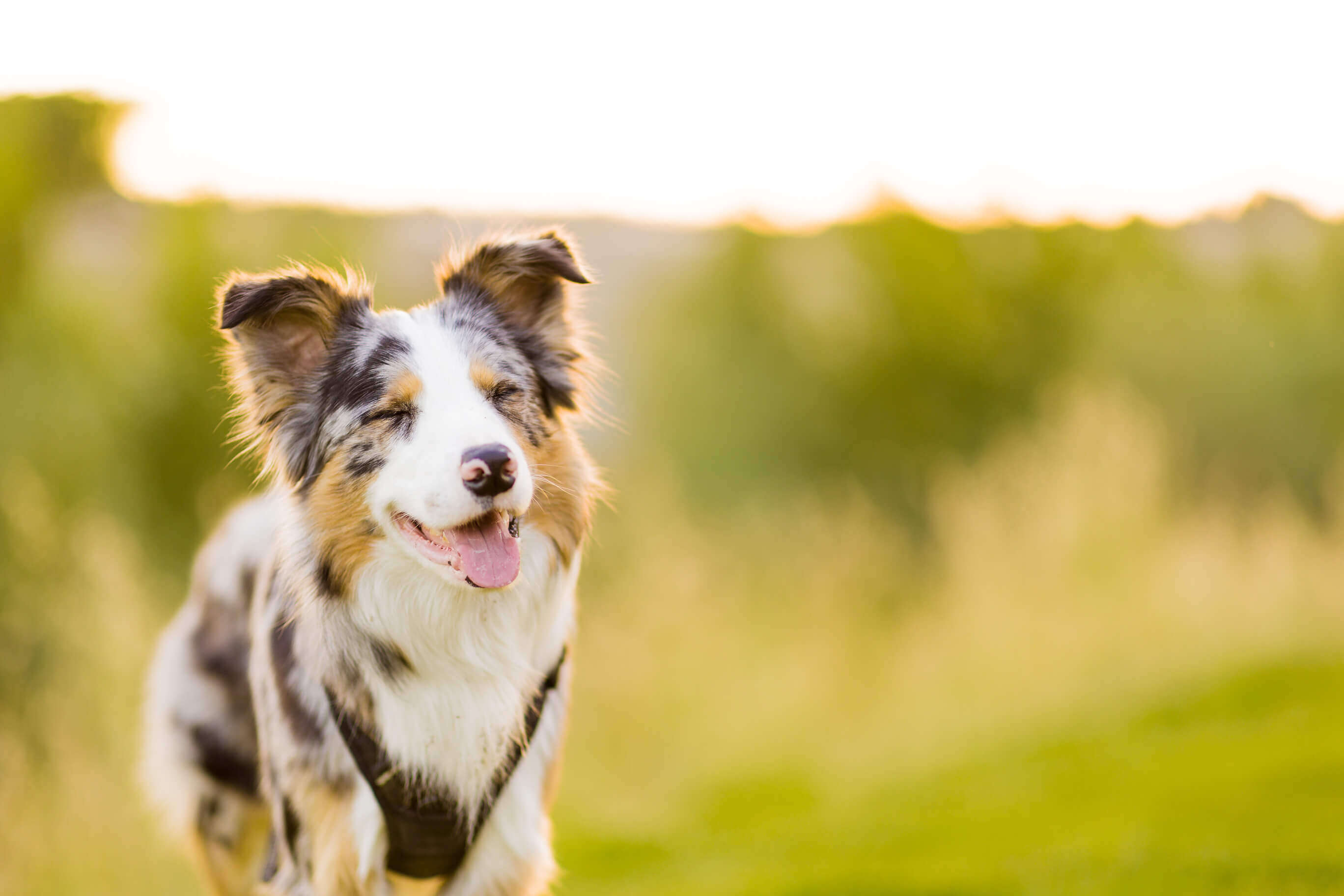 Glücklicher Hund läuft über eine Wiese