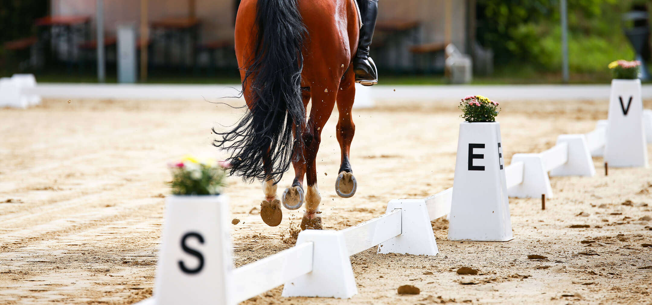 Pferd während des Reitturniers