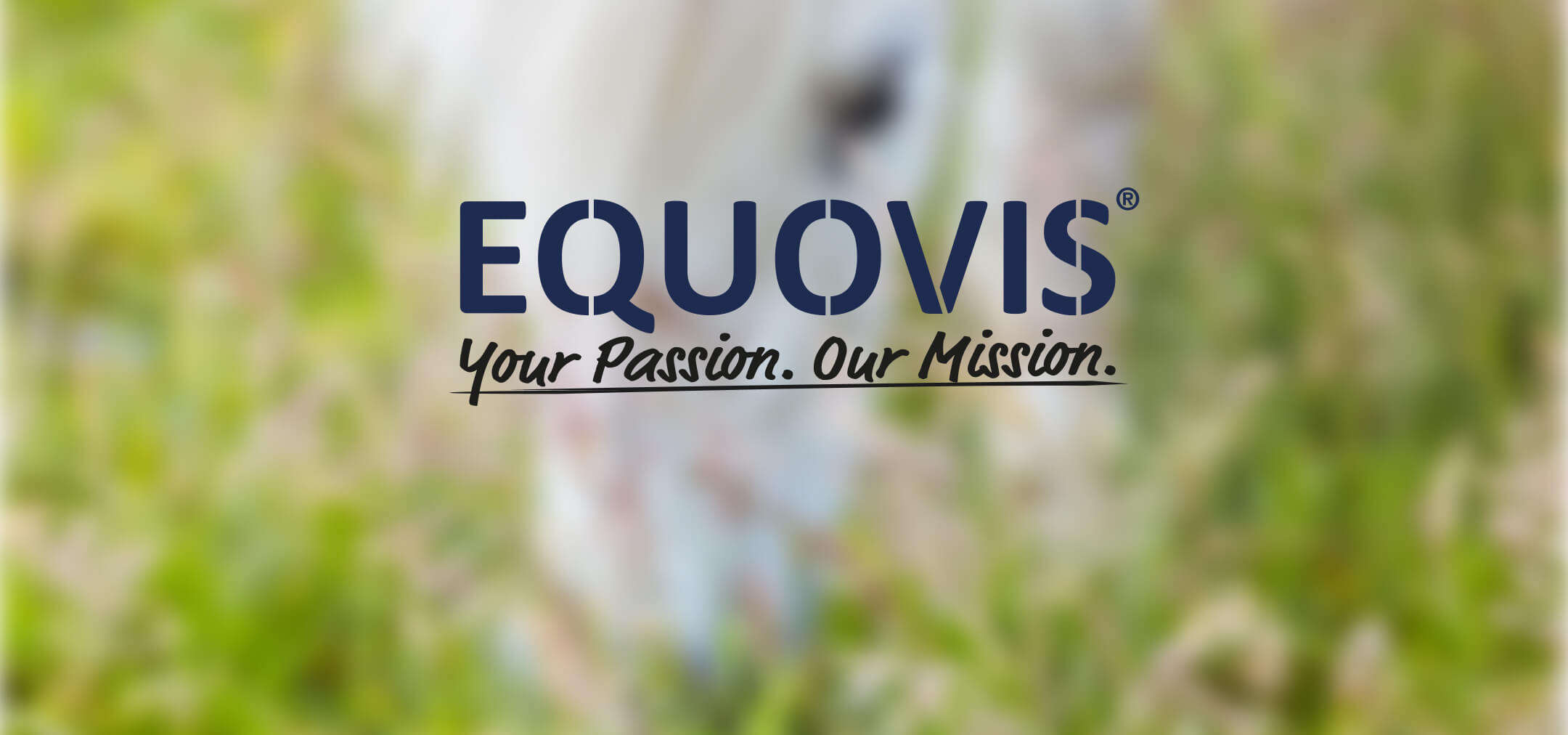 Pferd beim Grasen mit EQUOVIS Logo