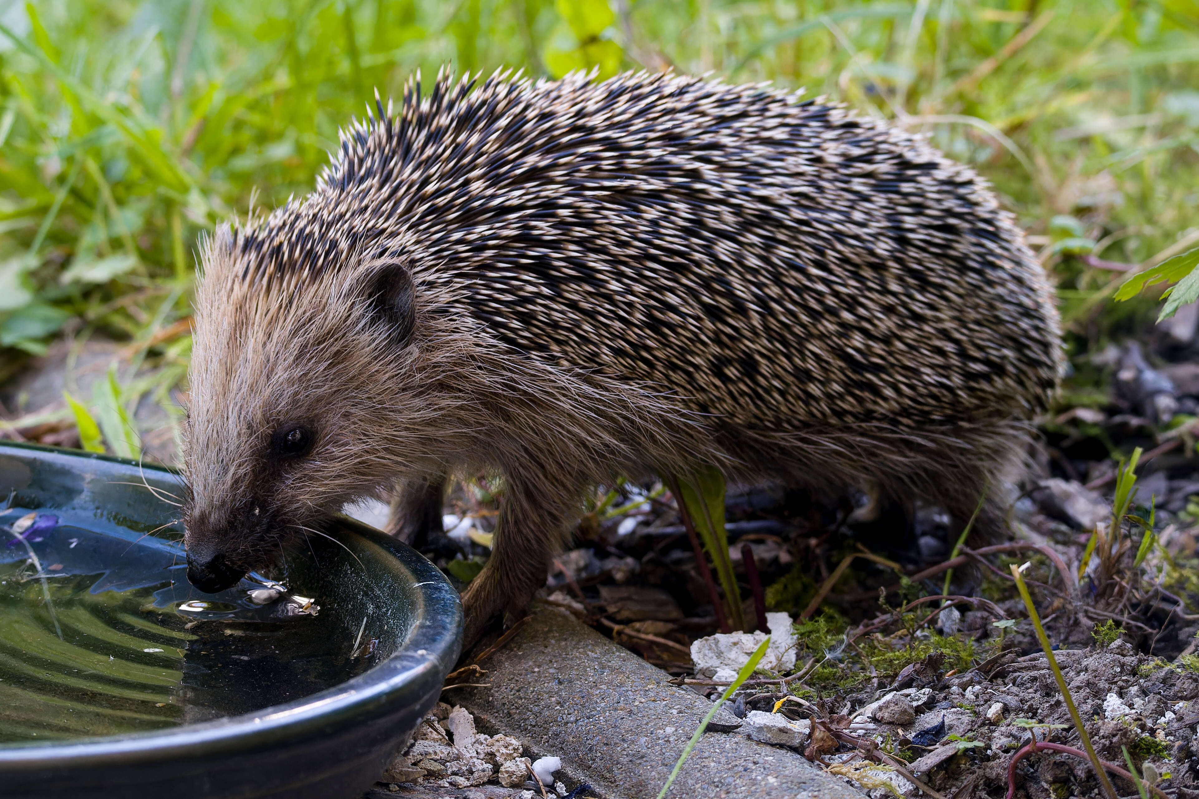 Ein Igel trinkt im Garten aus einem Wassernapf.