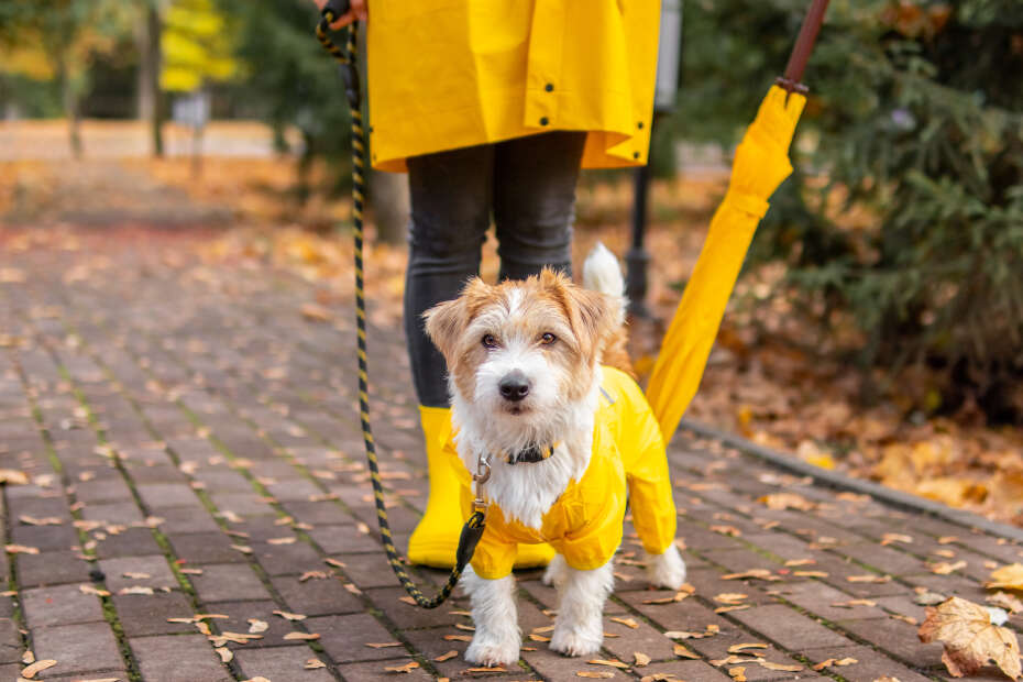 Kleiner Hund mit gelbem Regenmantel auf einem laubbedeckten Gehweg