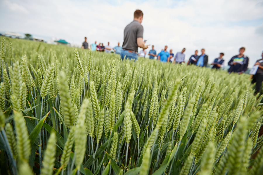 Personengruppe im Getreidefeld