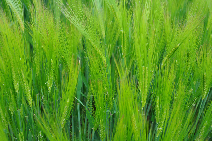 Getreide Feld