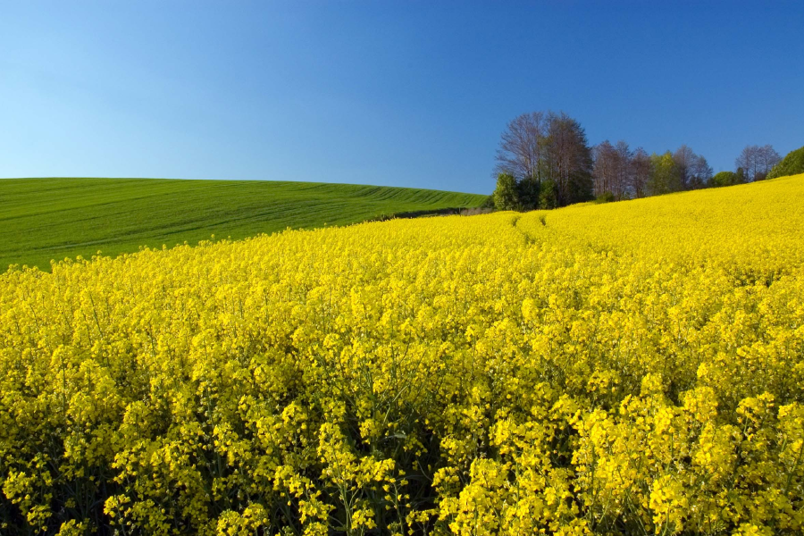 Ein gelb blühendes Rapsfeld im Sonnenschein mit blauem Himmel.