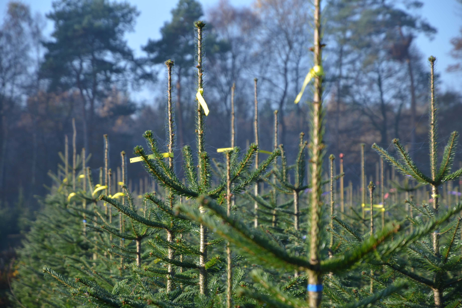 Sonderkulturen Weihnachtsbäume Plantage