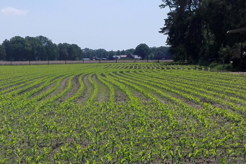 Junge Maispflanzen in Reihen auf Feld