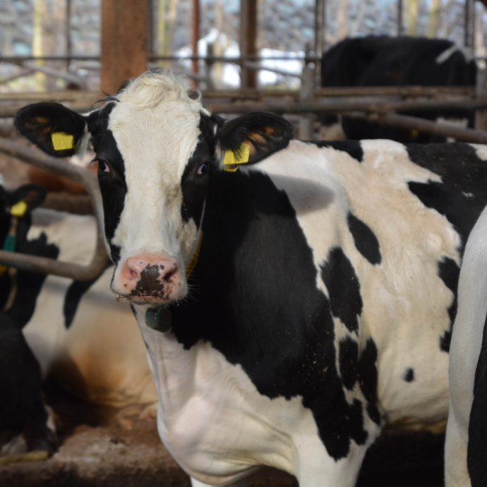 AGRAVIS-Fütterungskonzepte für Rinder und Kälber