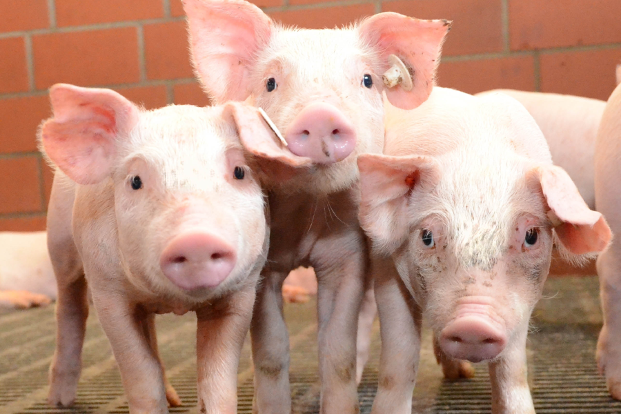 Drei kleine rosa Schweine stehen nebeneinander.